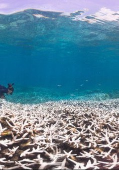 Hy vọng hồi sinh các rặng san hô đang chết dần