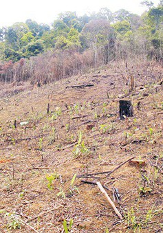 Vì sao hàng nghìn cây thông tại Lâm Đồng bị đầu độc?