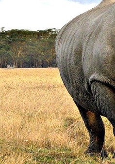 Nam Phi cứu tê giác bằng phương pháp tiêm thuốc độc vào sừng