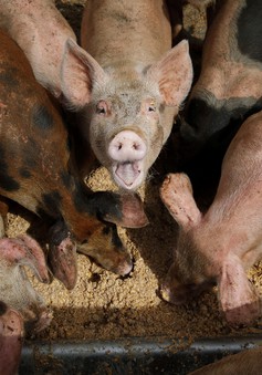 Hàn Quốc giám sát chặt thức ăn thừa để ngăn dịch tả lợn châu Phi