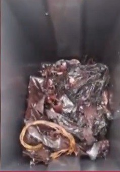 Cá nhà táng chết dạt trên đảo Italy, bụng chứa đầy rác nhựa