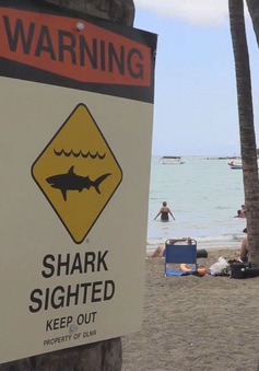 Hãi hùng cá mập cắn chết người ở vùng biển Hawaii