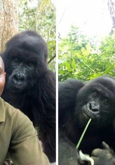 Chàng kiểm lâm gây “sốt” cộng đồng mạng khi selfie với…. khỉ đột