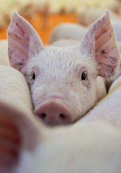 Trữ đông thịt lợn để phòng chống dịch bệnh: Đâu là giải pháp?