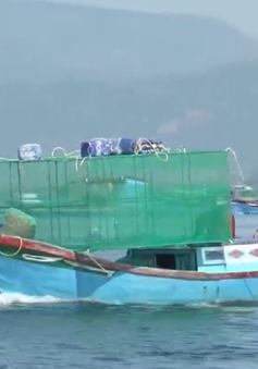 Khó di dời lồng bè nuôi thủy sản ở Cam Ranh