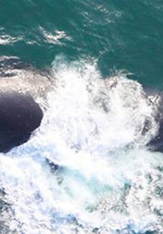 Các nhà khoa học lần đầu thu được âm thanh của quần thể cá voi khổng lồ cực hiếm