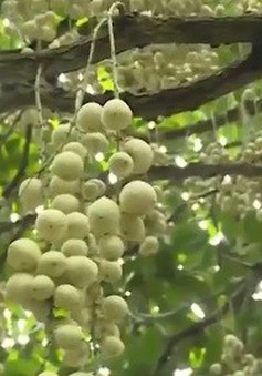 Cần Thơ: Đặc sản dâu Hạ Châu vào mùa thu hoạch