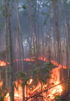 Liên tiếp xảy ra cháy rừng tại Phú Yên
