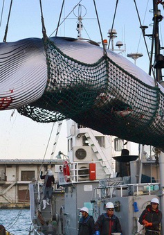 Nhật Bản khôi phục hoạt động săn bắt cá voi