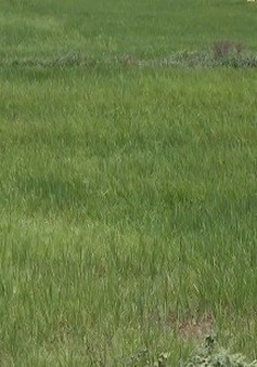 Quảng Nam: Hàng trăm ha lúa có nguy cơ mất trắng do hạn mặn