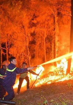 Cháy rừng liên tục xảy ra ở mức đáng báo động tại miền Trung