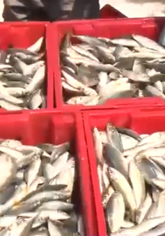 Thừa Thiên Huế tồn đọng hàng trăm tấn cá