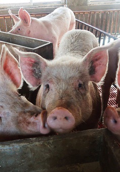 Dịch tả lợn châu Phi lây lan tại Lào