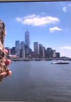New York làm sạch biển bằng 1 tỷ con hàu