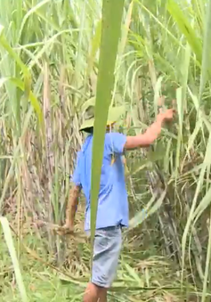 Hậu Giang: CASUCO cam kết thu mua hết mía cho nông dân