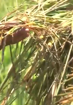 Quảng Nam: Gia tăng nạn chuột phá hoại đồng ruộng