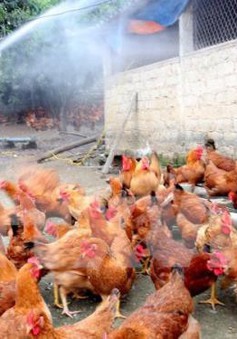 Tiêu hủy 1.500 con gà nhiễm cúm A/H5N1