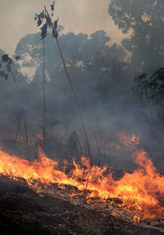Rừng châu Phi cháy gấp 3 lần Amazon