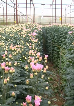 Nông dân chuyển hướng trồng hoa xuất khẩu