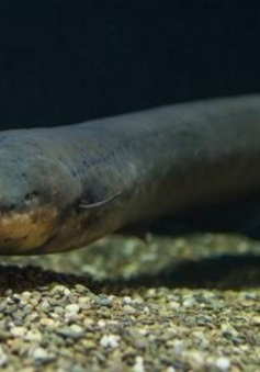 Phát hiện loài lươn phóng điện mạnh nhất tại rừng Amazon