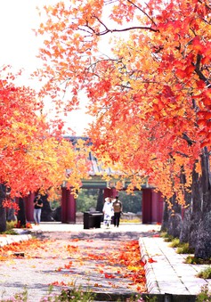 Ngắm hàng cây phong lá đỏ lãng mạn như trong phim Hàn tại Hà Nội