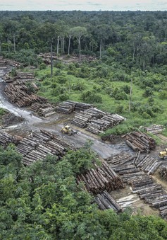 Cộng đồng quốc tế cam kết bảo vệ rừng nhiệt đới