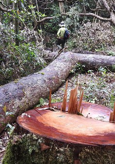 Phát hiện thêm một vụ phá rừng tại Kon Tum