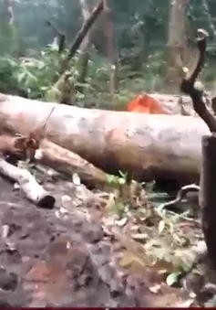 Phát hiện vụ phá rừng ở KonPlong, Kon Tum