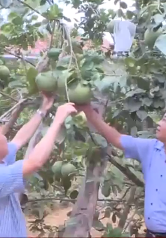 Thừa Thiên - Huế triển khai nhiệm vụ phát triển nông nghiệp