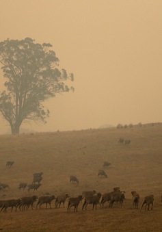 Khói do cháy rừng Australia phát tán khắp thế giới