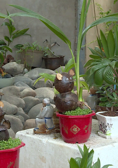 Độc đáo Bonsai dừa hình chuột đón Tết Canh Tý