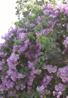 Đồng Tháp: Giàn hoa tỏi hơn chục năm tuổi trổ kín hoa thu hút người đi đường