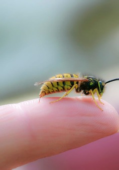 Tìm ra protein trong nọc độc ong bắp cày có thể điều trị nhiễm trùng