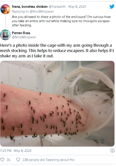 Nhà khoa học để hàng nghìn con muỗi đốt để nghiên cứu điều trị sốt xuất huyết