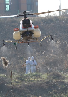 Hàn Quốc phát hiện các trường hợp nhiễm chủng cúm gia cầm độc lực cao tại trang trại
