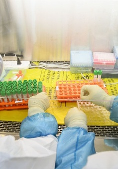 Virus cảm lạnh có thể ngăn chặn SARS-CoV-2 sao chép
