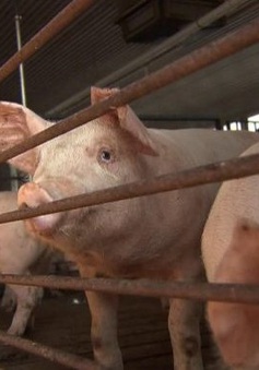 Canada ghi nhận một trường hợp mắc cúm lợn hiếm gặp
