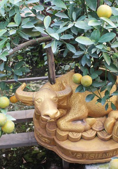 Trâu vàng “cõng” quất bonsai hút khách sành chơi, giá chục triệu đồng