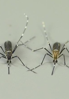 Tìm hiểu cách muỗi đánh hơi loài người có thể giảm hàng nghìn ca tử vong