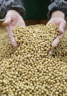 Lý do gì khiến Trung Quốc bất ngờ mua gấp đậu tương Mỹ?