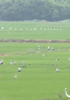 Quảng Trị: Nhiều đàn chim cò nhạn xuất hiện