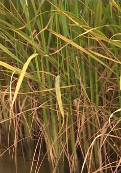 Kiên Giang đắp hơn 150 đập tạm để ngăn mặn cứu lúa