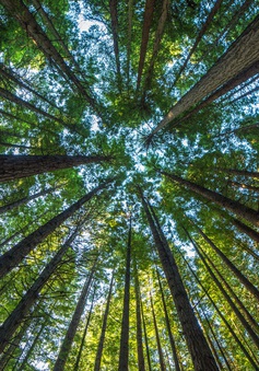 Mỹ lên kế hoạch trồng mới 1.000 tỷ cây xanh