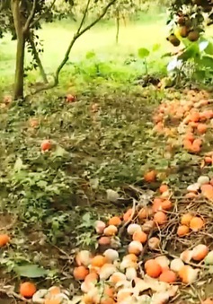 Người trồng cam Hà Giang thiệt hại nặng do cam rụng
