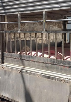 Tiêu hủy 1,4 tấn lợn thịt không rõ nguồn gốc tại An Giang