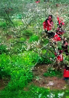 Đẹp ngất ngây mùa hoa mận nở ở Nà Ka, Mộc Châu