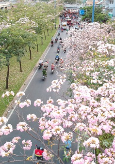 Người dân Sài Gòn "ngẩn ngơ" trước sắc hoa kèn hồng