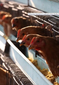 Trung Quốc: Hàng trăm triệu con gà có nguy cơ bị xóa sổ vì virus Corona mới