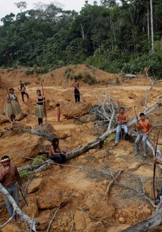 Tình trạng phá rừng Amazon lên mức kỷ lục