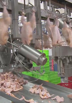 Nga cho phép nhập khẩu sản phẩm thịt gà chế biến từ Việt Nam